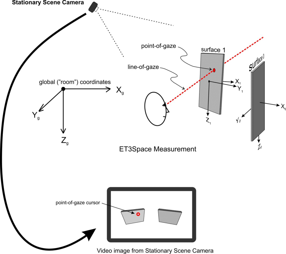 3D Gaze in a model of the room